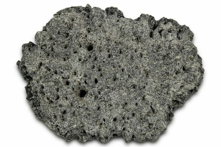 Fossil Glyptodont (Glyptotherium) Bony Armor Osteoderm - Florida #351081